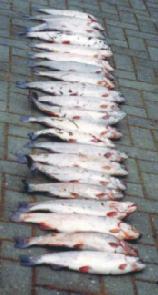 21Fischkl