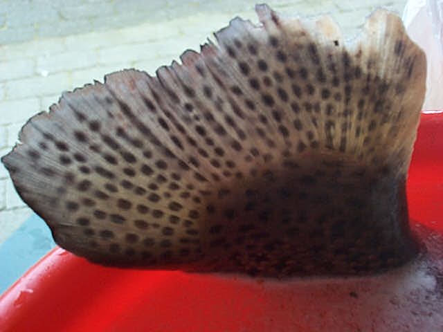 e9schwanzflosse