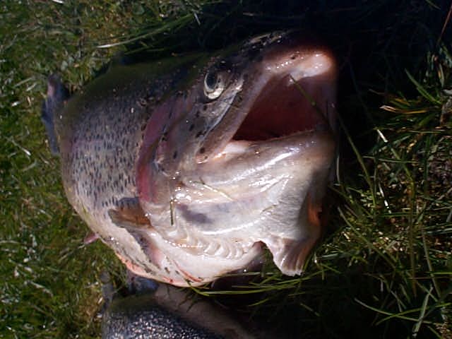i6fisch