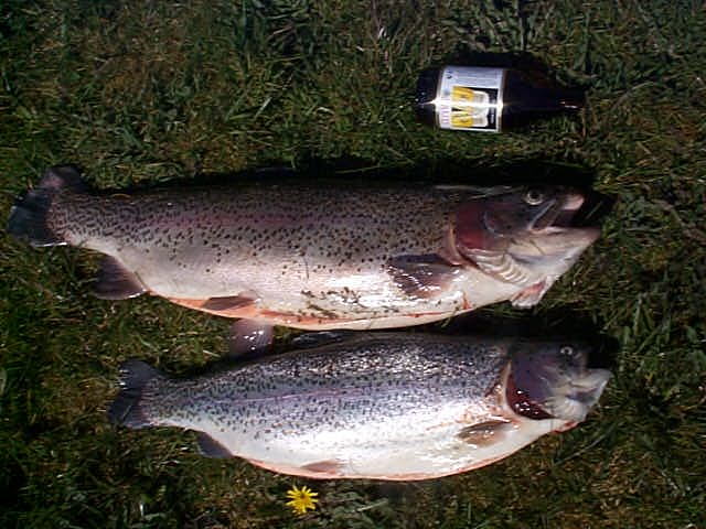 i7fisch