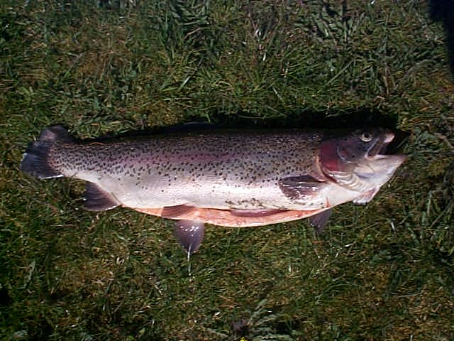 i8_67cm3,8kg