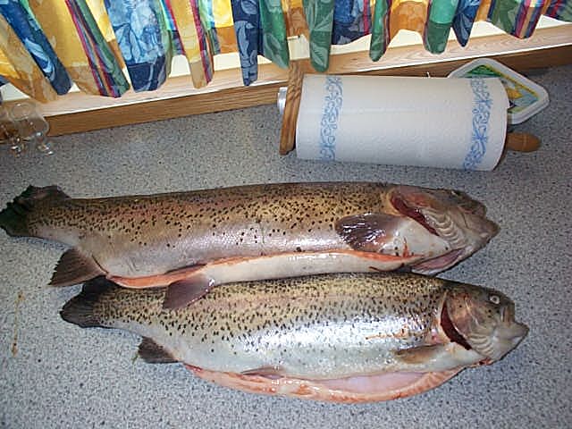 j3fisch