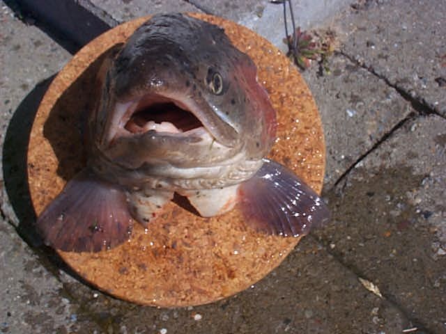 j9fischbrett
