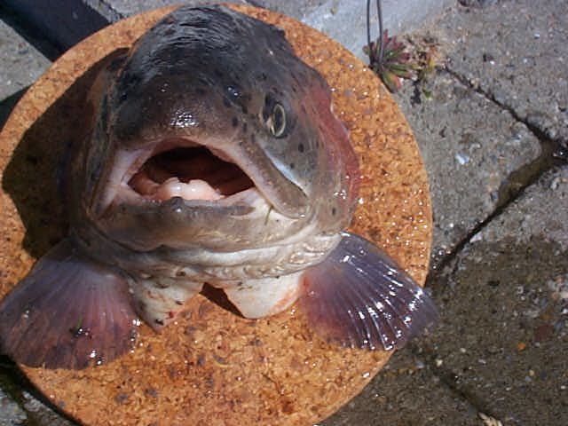 k1fischbrett