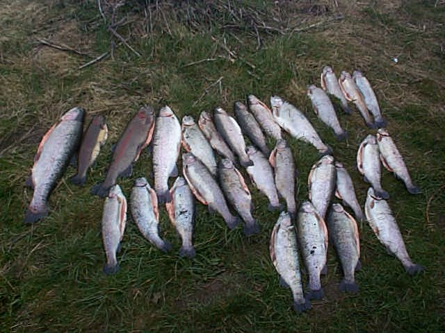 l7fisch