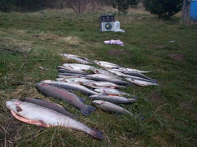 l8fisch