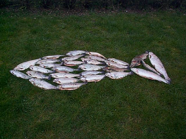 m9fisch_als_fisch