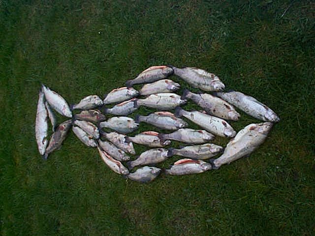 n1fisch_als_fisch